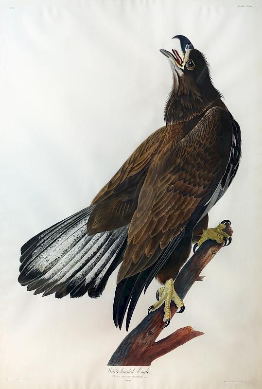 Appraisal: Audubon Aquatint Engraving White-Headed Eagle Young White-Headed Eagle Young Plate