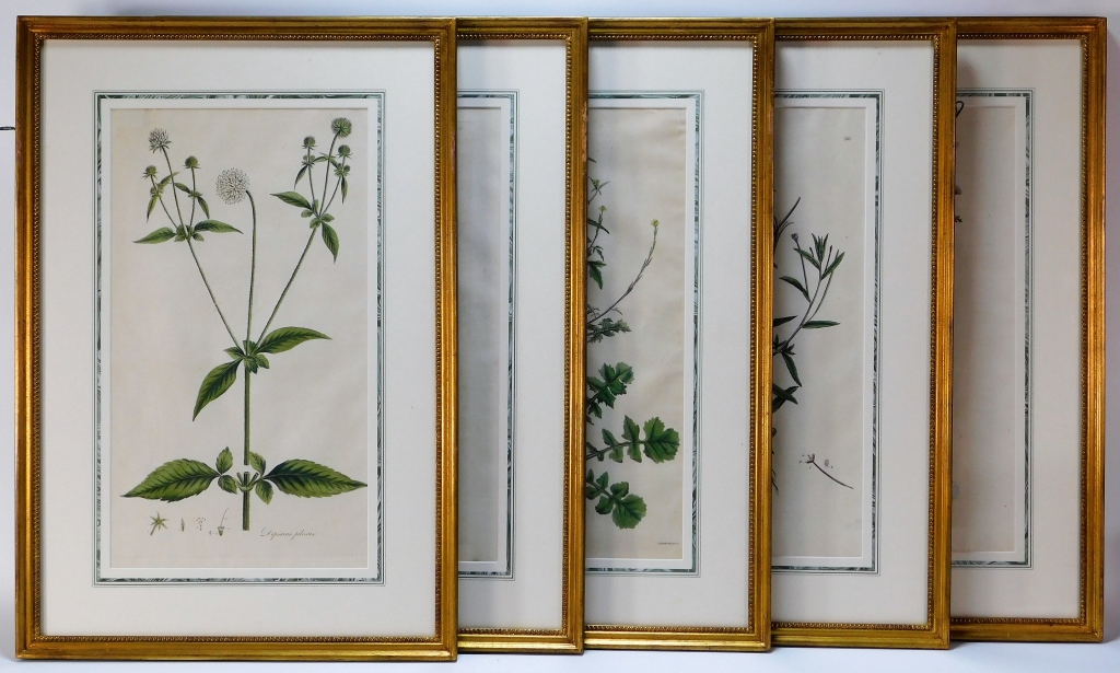 Appraisal: JAMES SOWERBY HAND COLORED BOTANICAL ENGRAVINGS United Kingdom - Grouping