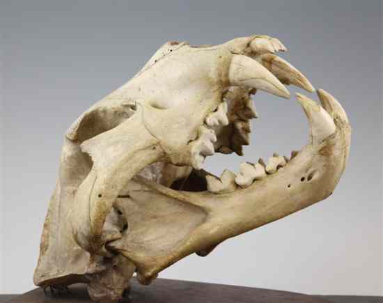 Appraisal: An early th century taxidermic lion skull mounted onto an