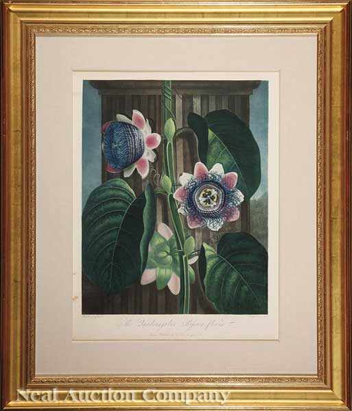 Appraisal: Dr Robert John Thornton English - Quadrangular Passion Flower hand-colored