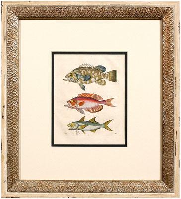 Appraisal: Four th century fish prints hand colored lithographs by C