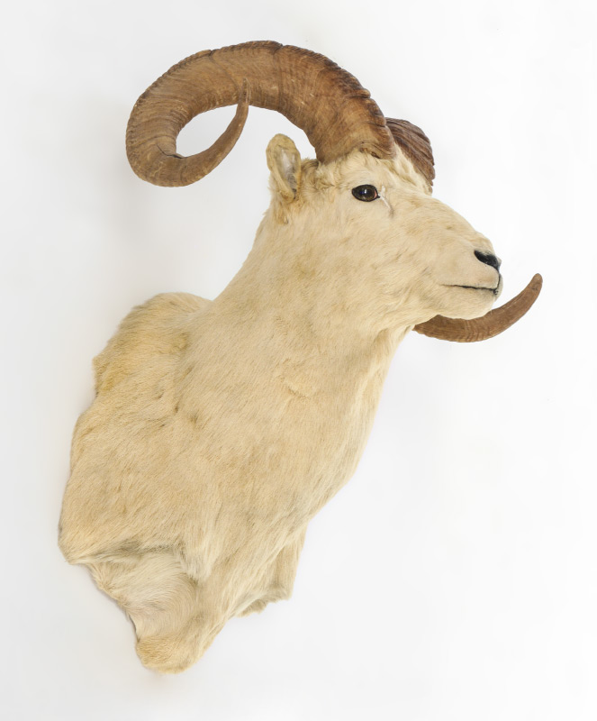 Appraisal: TAXIDERMY DALL SHEEP WALL MOUNT Taken in Alaska in the