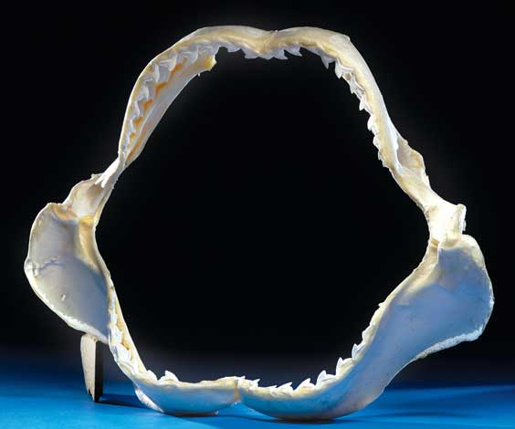 Appraisal: EXTREMELY LARGE TIGER SHARK JAW Galeocerdo cuvier Philippines This jaw