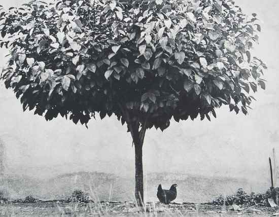 Appraisal: Edouard Boubat - La Poule et L'Arbre France Platinum print