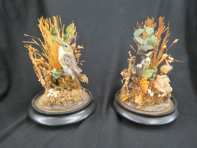 Appraisal: Pair of Taxidermy Birds each under glass domes with foliage