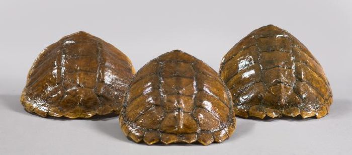 Appraisal: Trio of Clear-Lacquered Turtle Shells l to