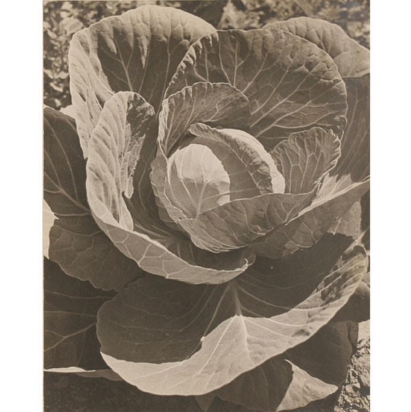 Appraisal: Drahomir Josef Ruzicka American - A Head of Cabbage gelatin