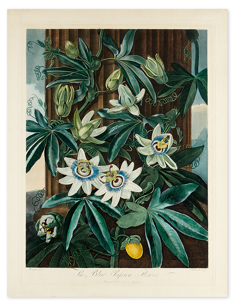 Appraisal: THORNTON ROBERT JOHN The Blue Passion Flower Hand-finished color-printed aquatint