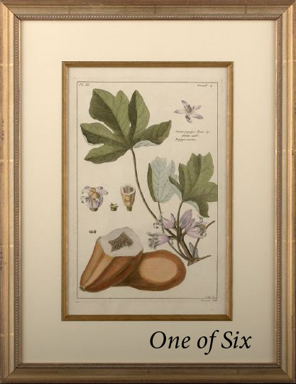 Appraisal: French School Fourth Quarter th Century Fruit Studies suite of