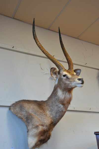 Appraisal: A LARGE TAXIDERMIED WATER BUCK