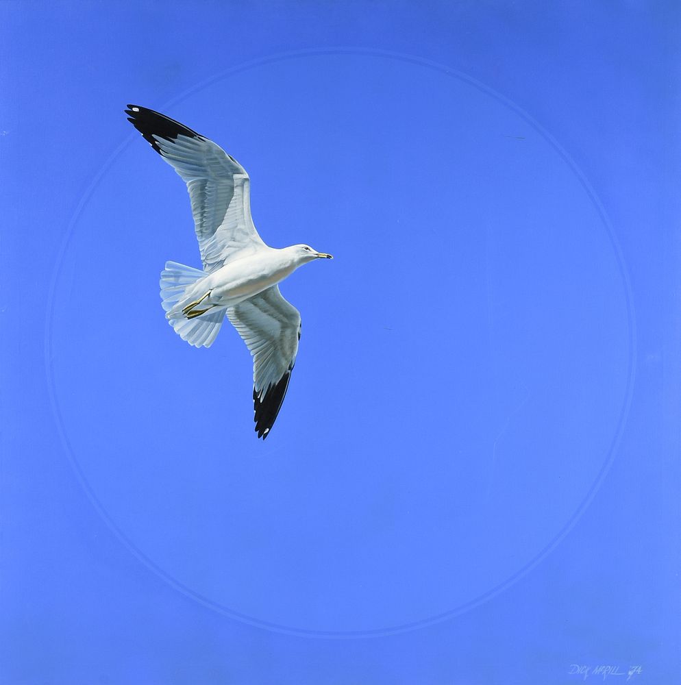 Appraisal: DICK MCRILL American b A PAINTING Ring Billed Gull MARCH