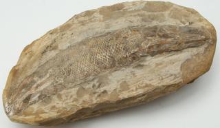 Appraisal: Fossilized Fish Embedded in sandstone H X W X D