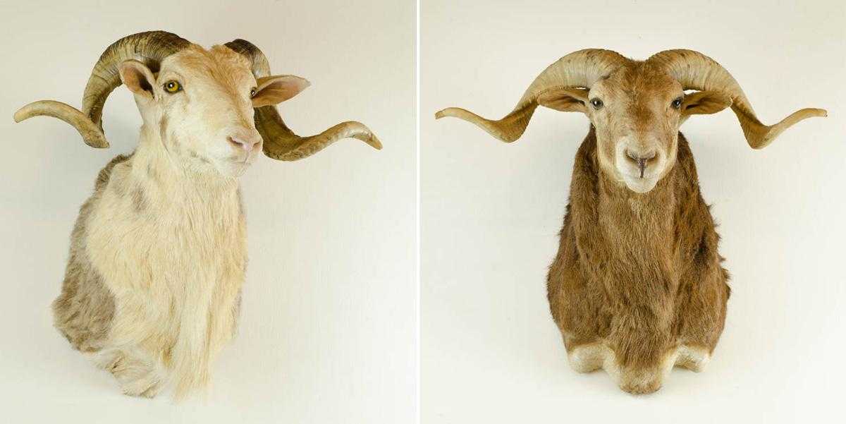 Appraisal: TWO AFRICAN SHEEP TAXIDERMY MOUNTS Namibian ram head shoulder mounts