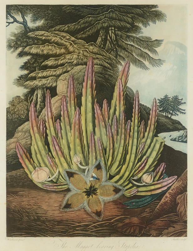 Appraisal: THE MAGGOT STAPELIA ENGRAVING FOR D THORNTON Sight size ''