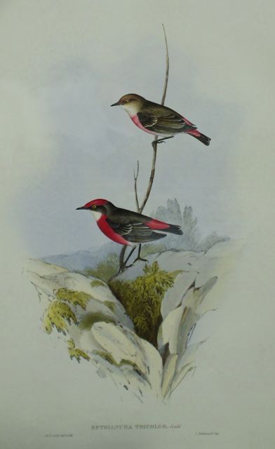 Appraisal: Tri-coloured Epthianura Epthianura Tricolor Lithograph by Elizabeth Gould