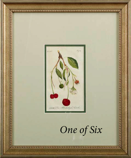 Appraisal: German School Fourth Quarter th Century Cherries suite of six