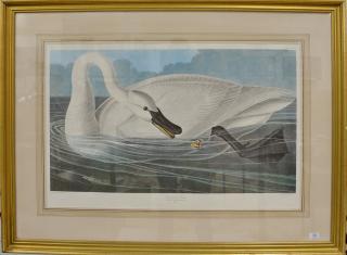 Appraisal: After John James Audubon chromolithograph Trumpeter Swan Amsterdam Edition of