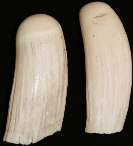 Appraisal: TWO TH C RAW WHALE'S TEETH ONE IS LONGAND THE