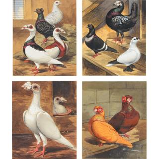 Appraisal: Joseph W Ludlow Original Pigeon illustations Fulton's book of Pigeons