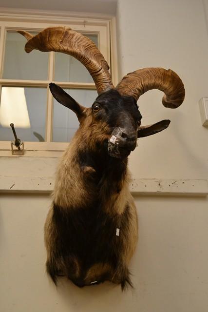 Appraisal: A TAXIDERMIED MARKHOR GOAT