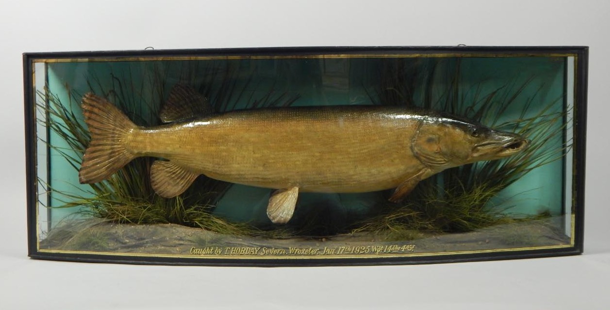 Appraisal: A taxidermied pike by J Cooper Sons of London with