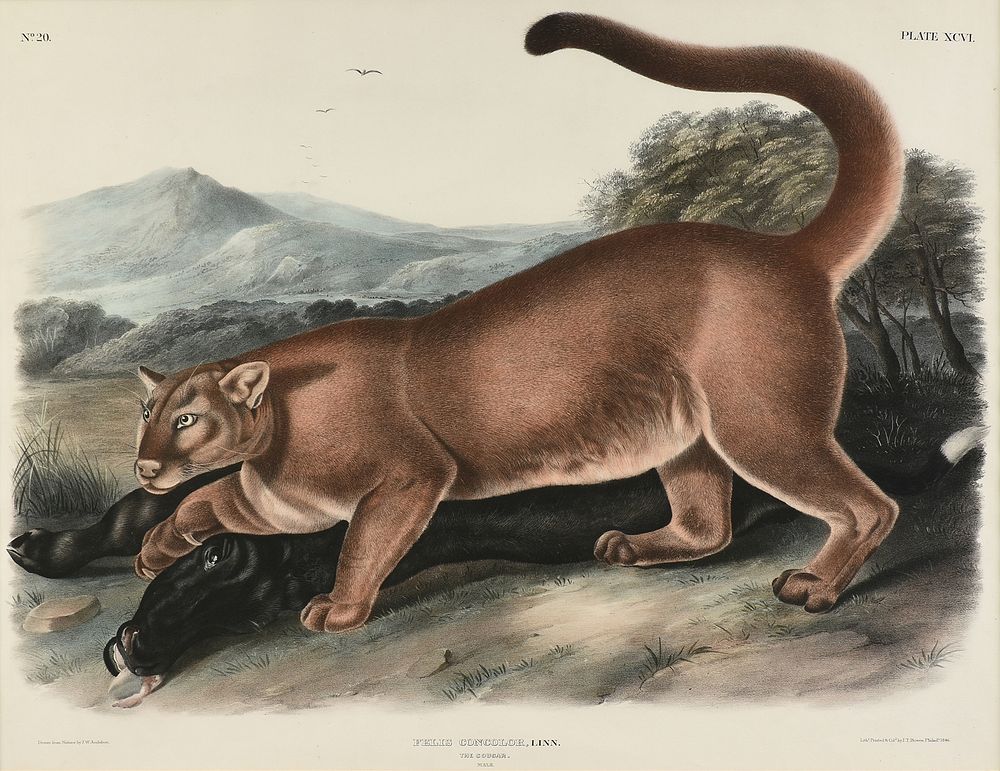 Appraisal: JOHN WOODHOUSE AUDUBON American - A LITHOGRAPH Felis Concolor Linn