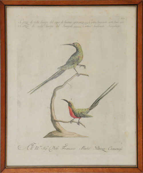 Appraisal: Italian bird engraving th c x together with a bird