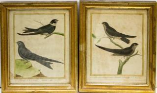 Appraisal: After Buffon French th Century Two Ornithological Prints After Buffon