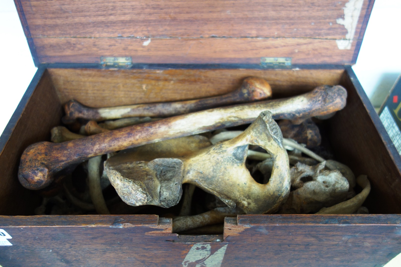 Appraisal: A part human skeleton formerly used by the vendor's father