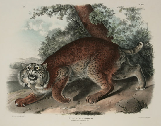 Appraisal: After John James Audubon American - Lynx Rufus Guldenstaed Common