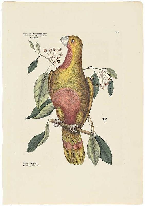 Appraisal: Mark Catesby British - The Parrot of Paradise T from