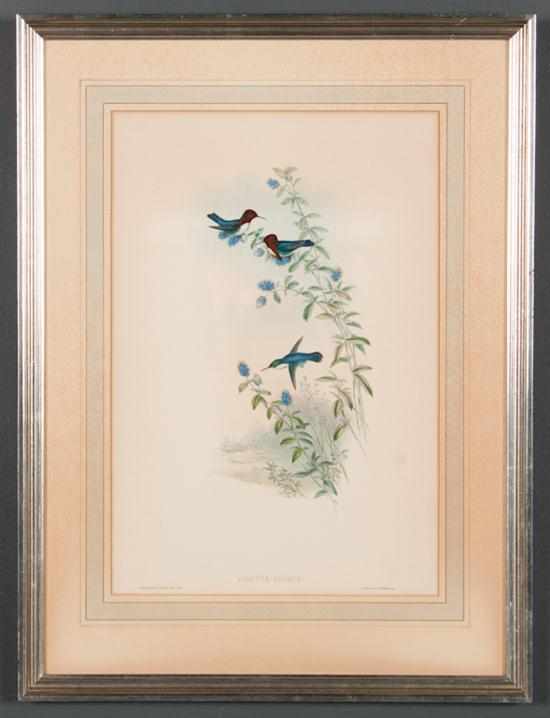 Appraisal: Pair of ornithological prints framed th century Estimate - All