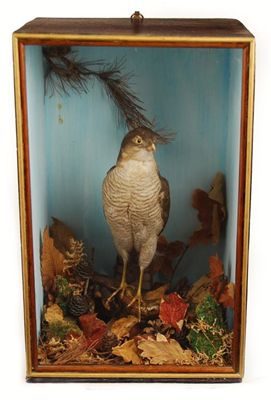 Appraisal: A cased sparrow hawk perched on a branch in cm