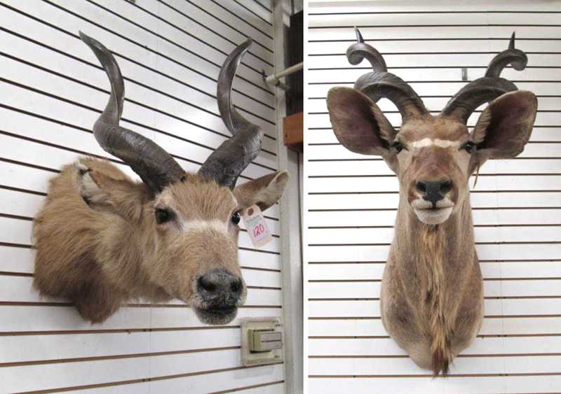 Appraisal: TWO AFRICAN ANTELOPE TAXIDERMY MOUNTS both head shoulder mounts with