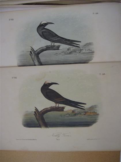 Appraisal: Lot Natural History Octavo Lithographs Audubon John James Collection of