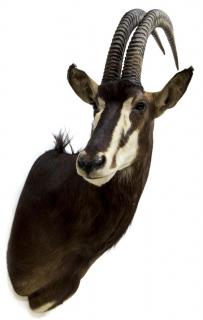 Appraisal: SABLE ANTELOPE TAXIDERMY MOUNT Sable antelope taxidermy mount approx h