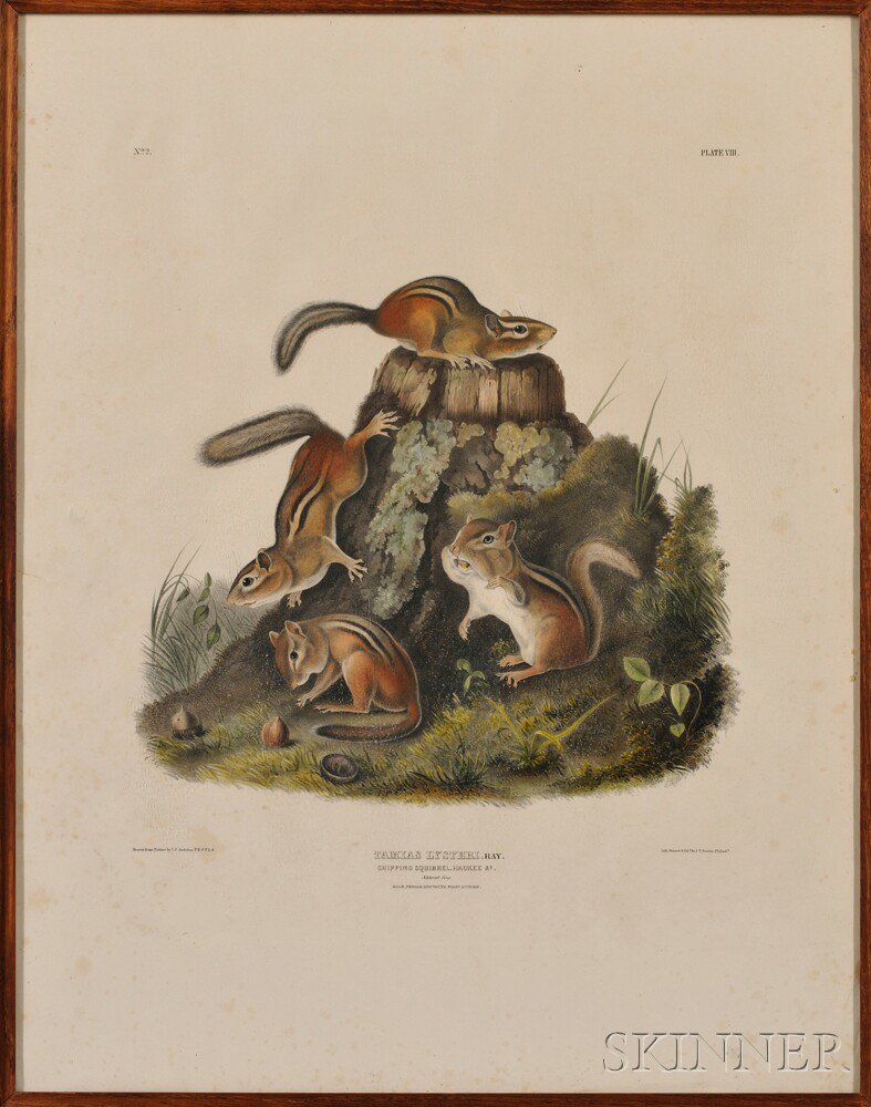 Appraisal: Audubon John James - Chipping Squirrel Plate VIII from The