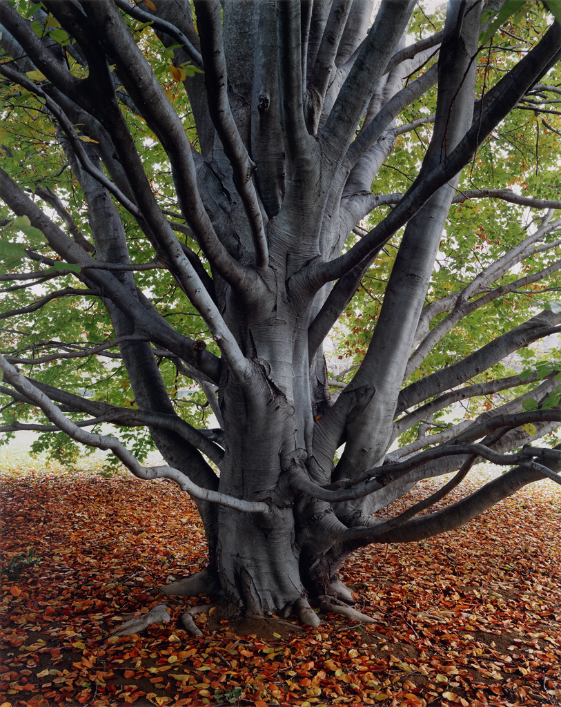 Appraisal: ANDREW MOORE - European Beech Vassar College Archival pigment print