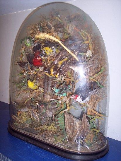 Appraisal: A taxidermy case containing bird specimens in a naturalistic setting