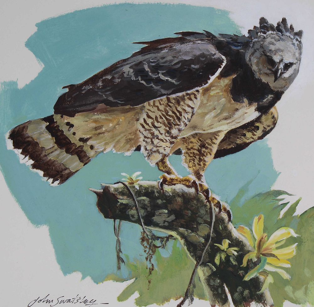 Appraisal: John Swatsley B Harpy Eagle Original John Swatsley American B