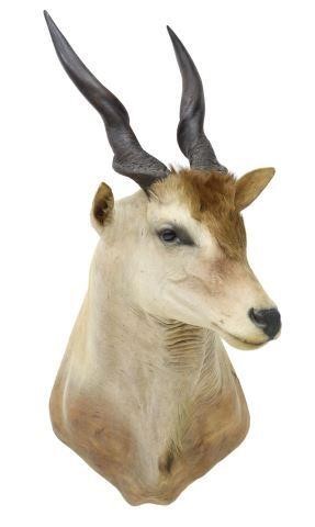 Appraisal: Eland antelope shoulder taxidermy approx h w d