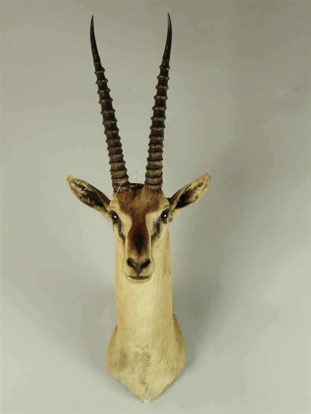 Appraisal: EAST AFRICAN THOMSON'S GAZELLE TAXIDERMY SHOULDER MOUNT JONAS BROS from