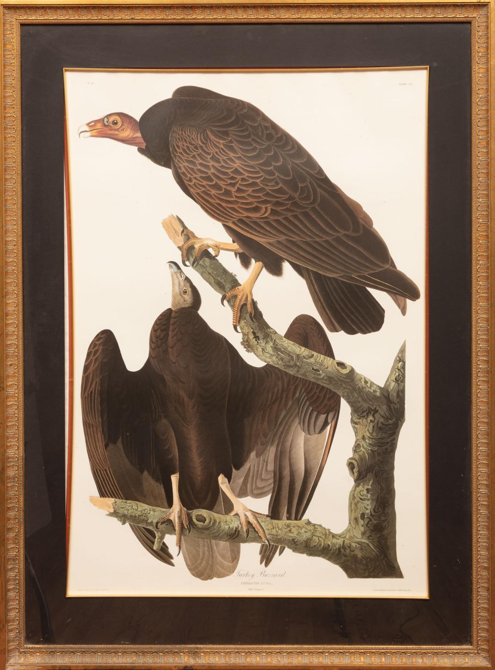 Appraisal: After John James Audubon American - Turkey Buzzard Plate lithograph