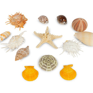 Appraisal: A Large Collection of Shells Property from the Estate of