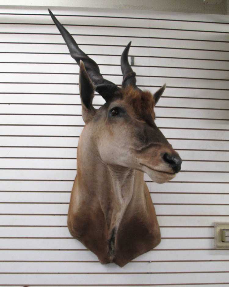 Appraisal: LARGE VARIETY AFRICAN ANTELOPE TAXIDERMY MOUNT a Livingstone's Eland aka