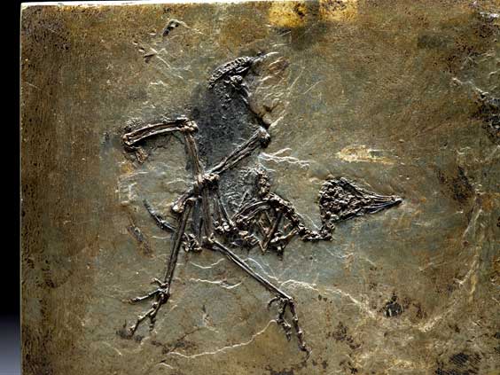 Appraisal: DANCING FOSSIL BIRD Messel ornis Eocene Messel Germany This beautifully