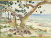 Appraisal: W C - 'Sea Grape Trees' by Frank Weston Benson