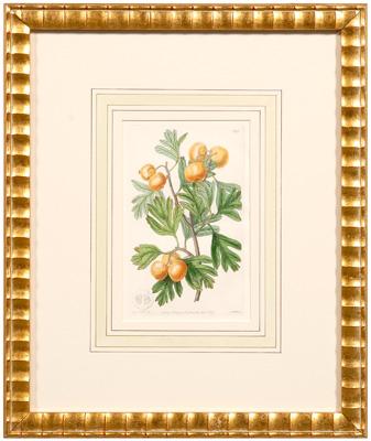 Appraisal: Four botanical prints berry fruits published by Ridgway London s