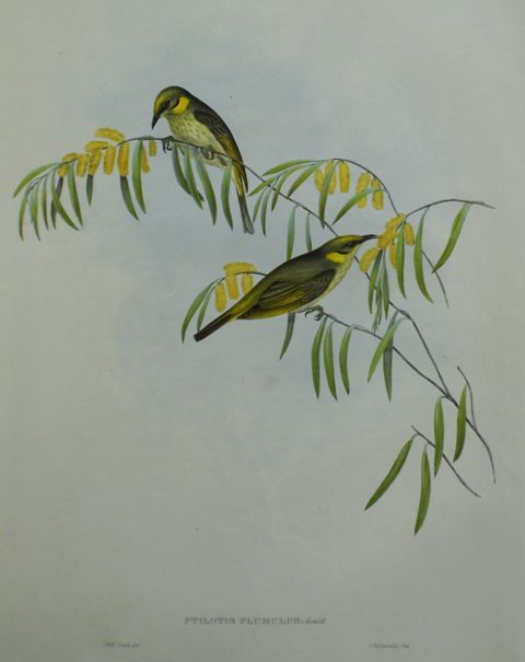 Appraisal: Plumed Ptilotis Ptilotis Plumulus Lithograph by Elizabeth Gould