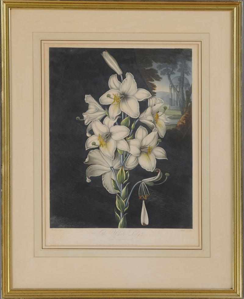 Appraisal: ROBERT JOHN THORNTON - THE WHITE LILY Aquatint in colors